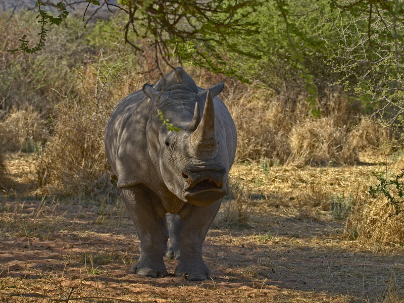 White Rhinoceros, Waterberg